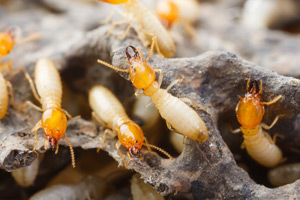 Termite-Extermination