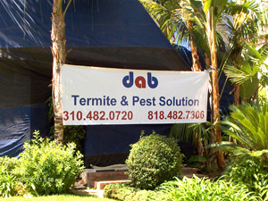 Termite-Fumigation