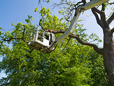 TreeServiceHome